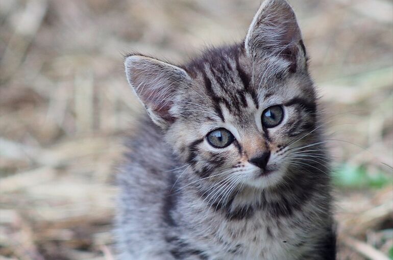 cat-2866167_960_720