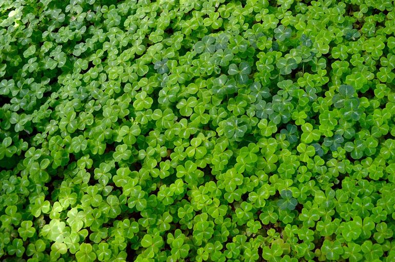clover-2482056_960_720