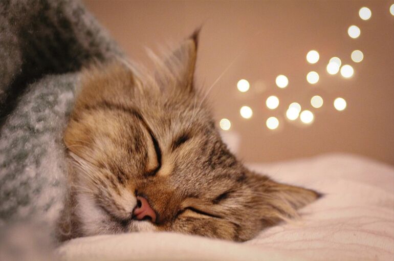 cat-5002483_960_720