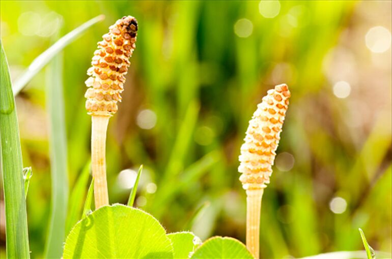 istockphoto-650033168-170667a