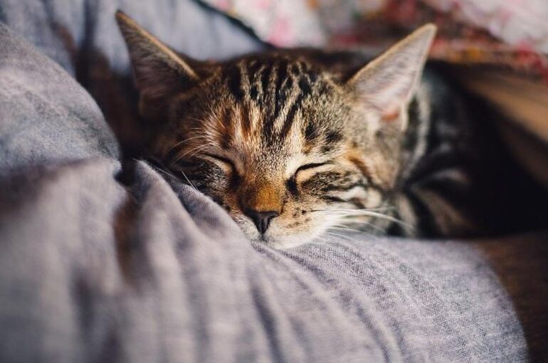 cat-4189697_960_720