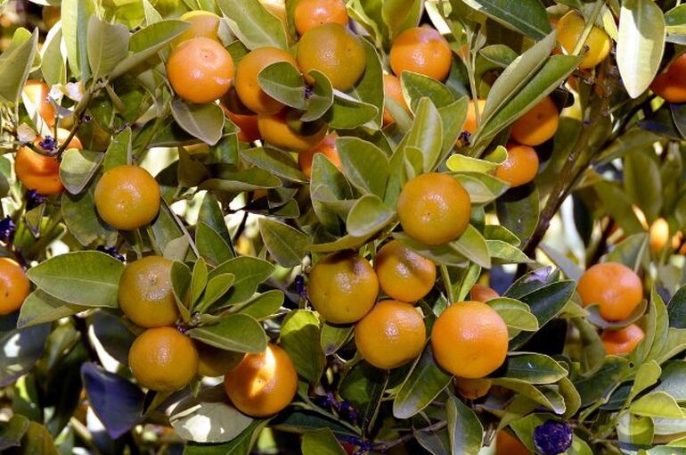 tangerines-2898728_960_720