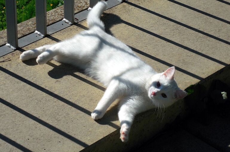 cat-353734_960_720
