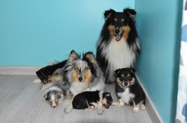 dogs-6875887_960_720