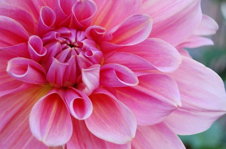 flower-1181865_960_720