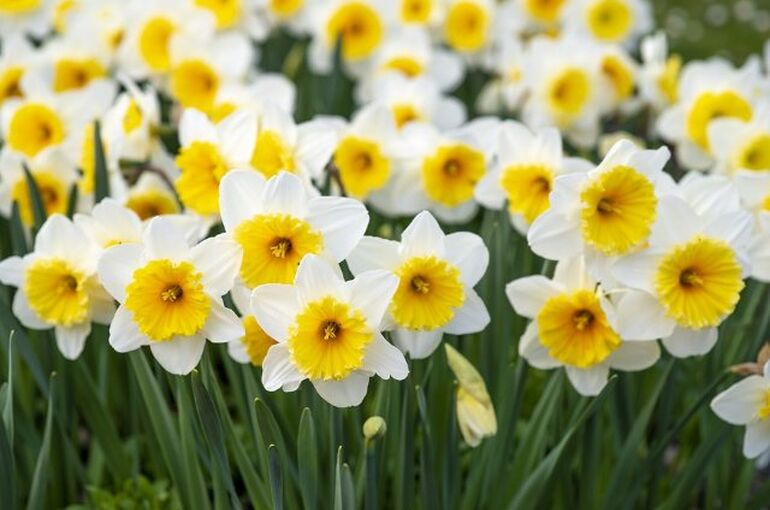 spring-flowers-5094462_960_720