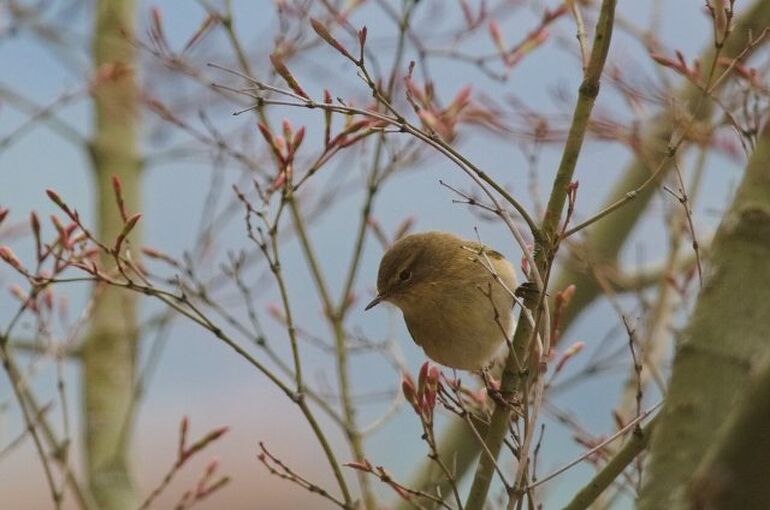 chiffchaff-5073351_960_720