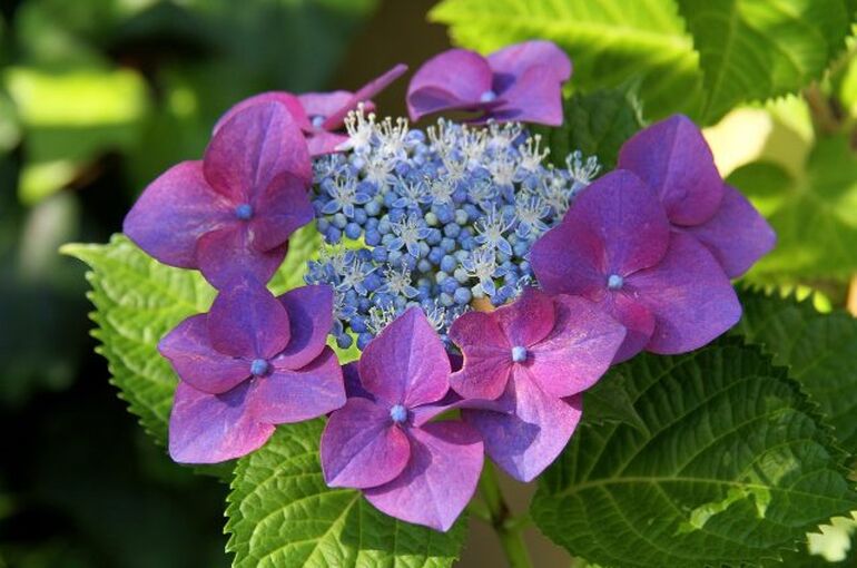 hydrangea-5194792_1280