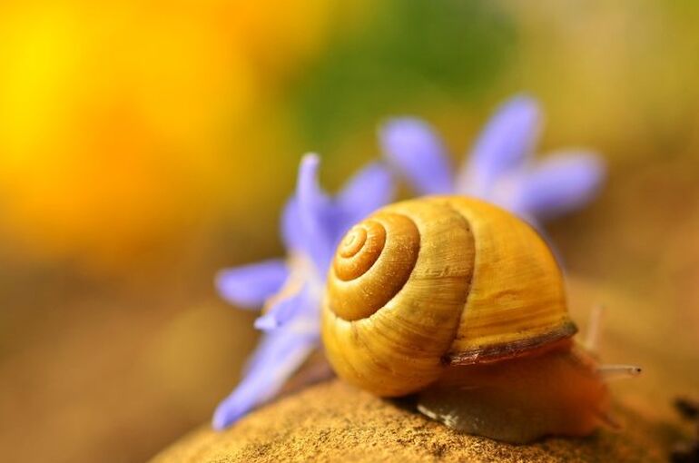 shell-1303027_1280