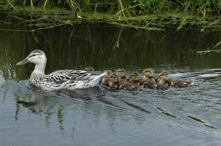 duck-family-6307286_1280