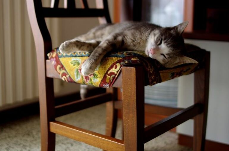 cat-6216313_1280