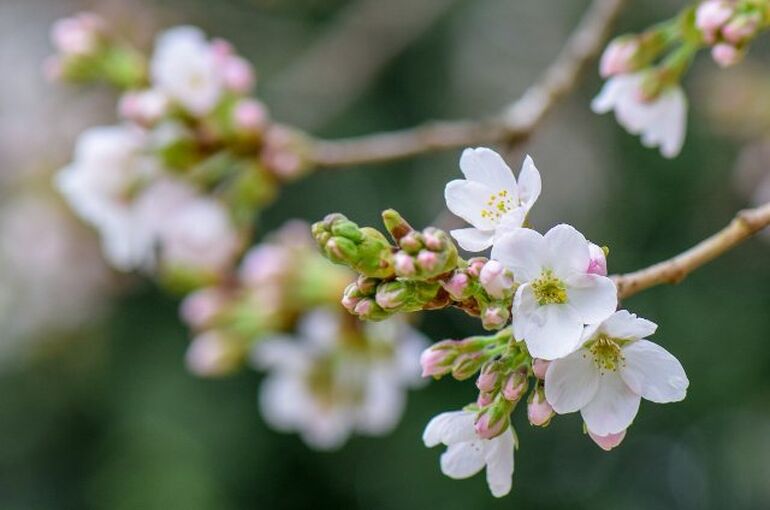 cherry-blossom-7094565_1280