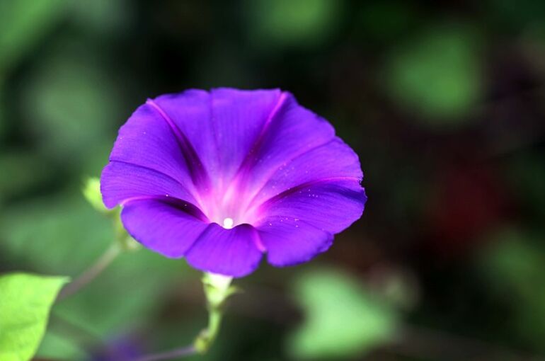 flower-7426821_640