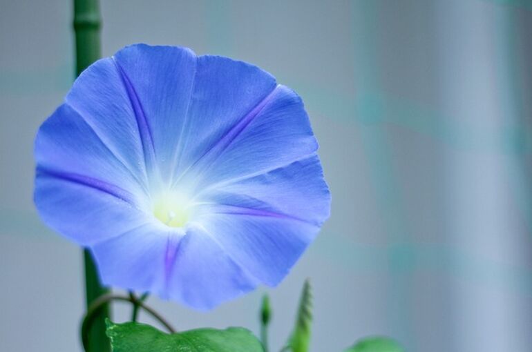 morning-glory-6382899_640