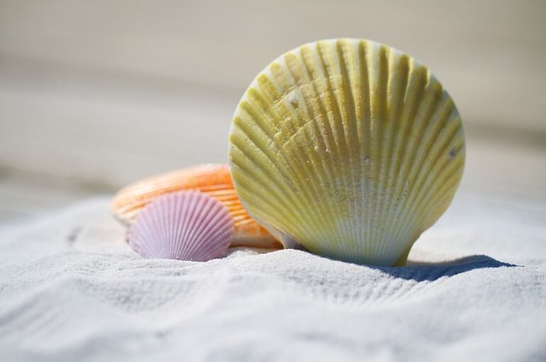 shells-792912_640