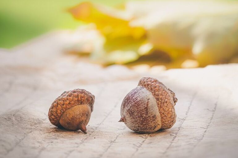 nuts-4572674_1280