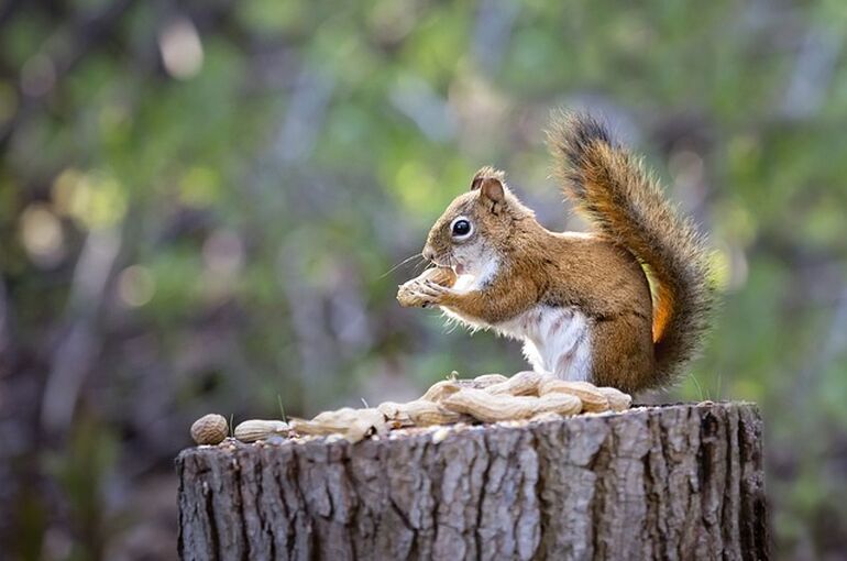 squirrel-7497151_640