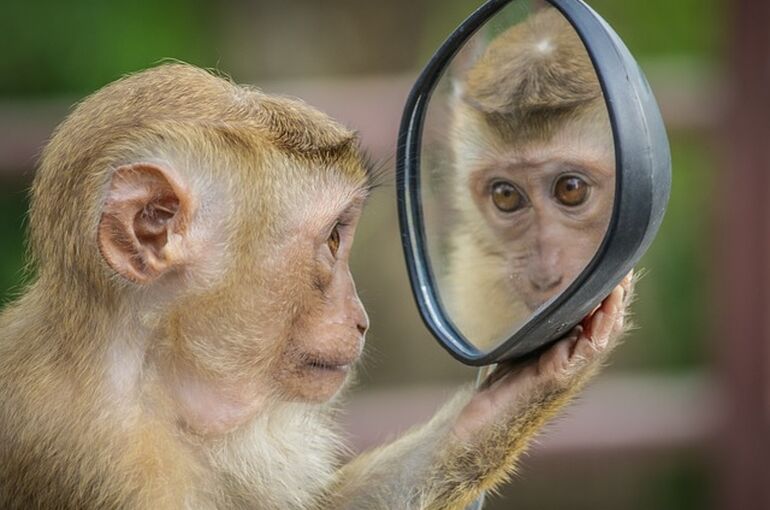 monkey-3512996_640 (2)