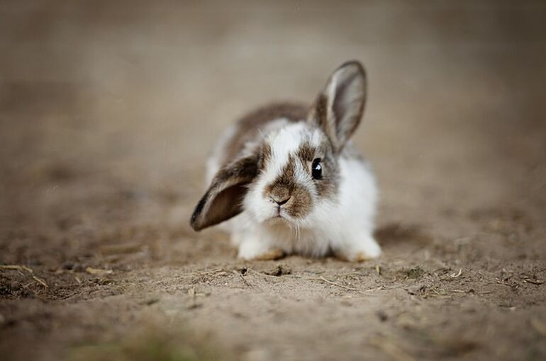 rabbit-4890861_640