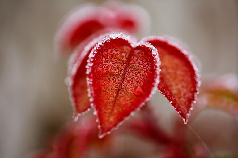 leaves-4673997_640