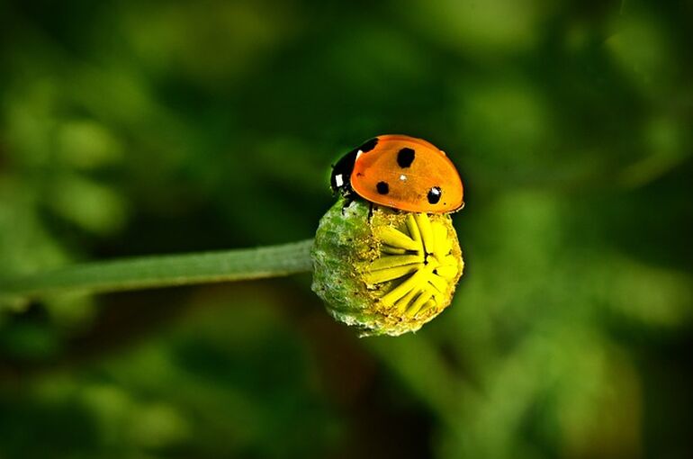 ladybug-4276243_640
