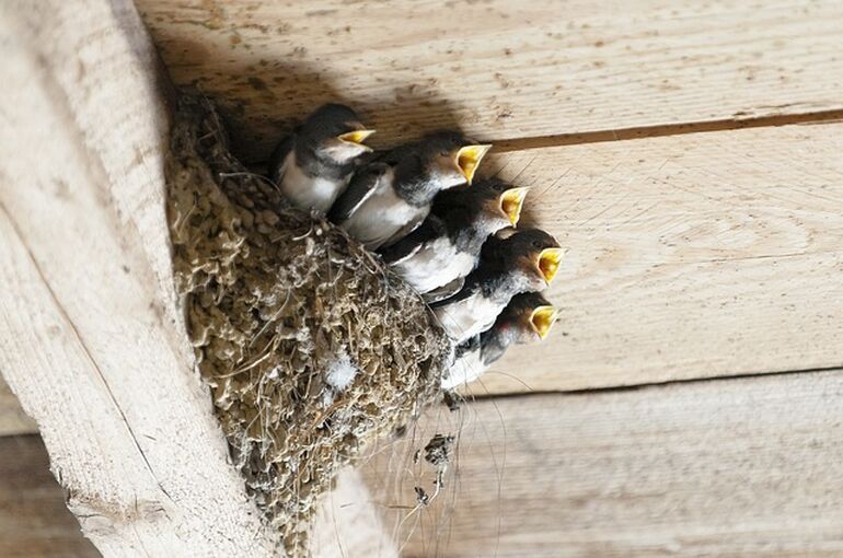 swallows-1367214_640