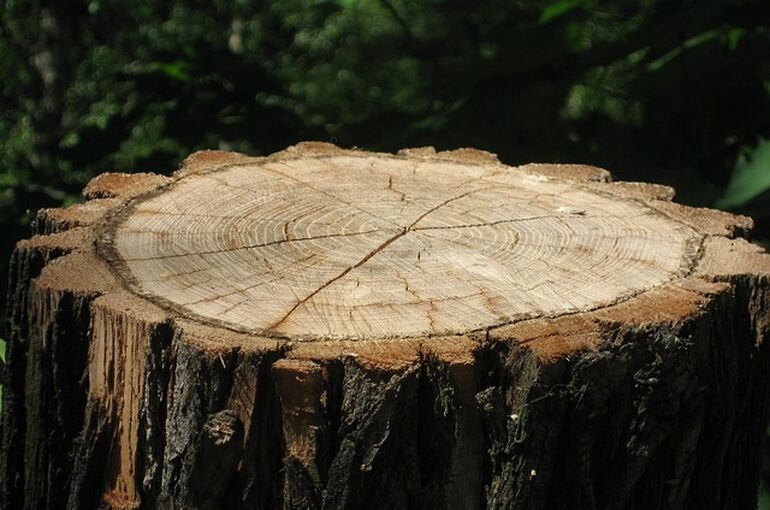 tree-stump-3350196_640