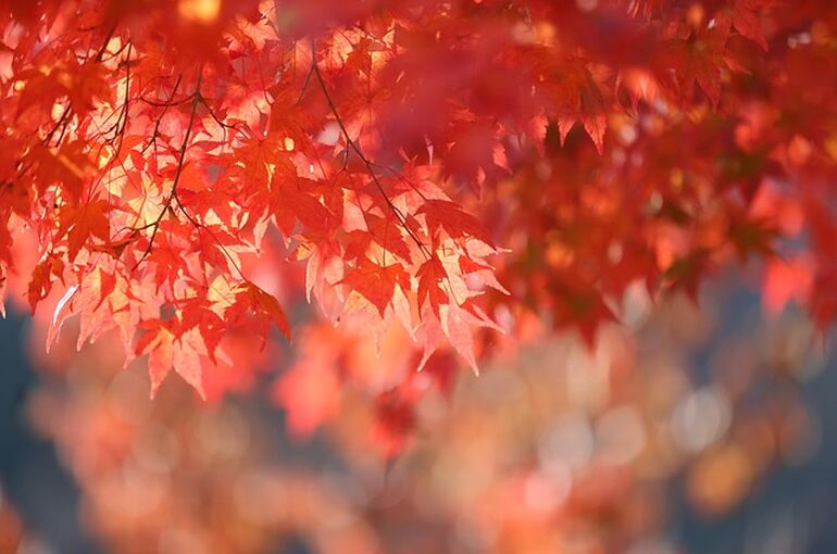 autumn-8342089_640
