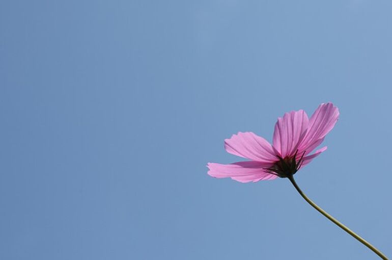 cosmos-949382_640