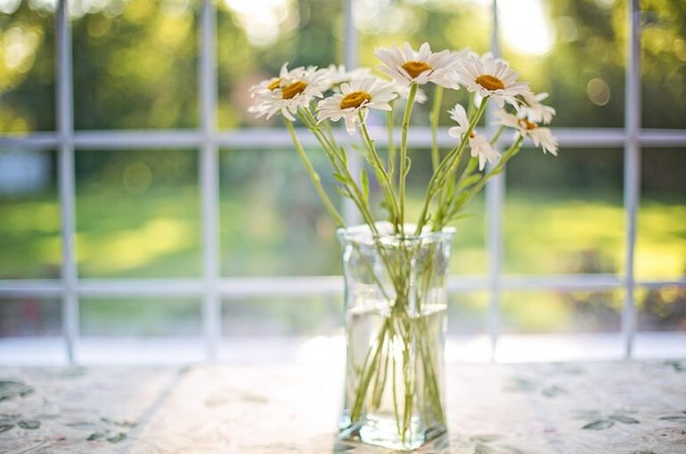 daisies-2485064_640