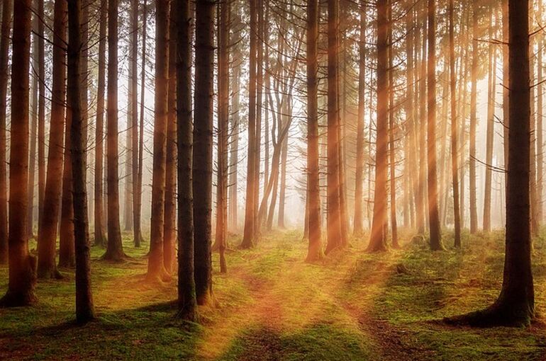 forest-3448818_640