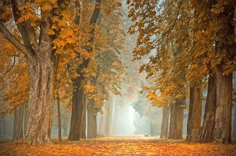path-4591121_640