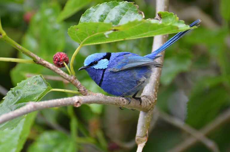 bird-7514390_1920