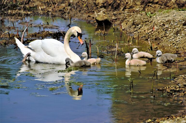 swans-7196011_1920