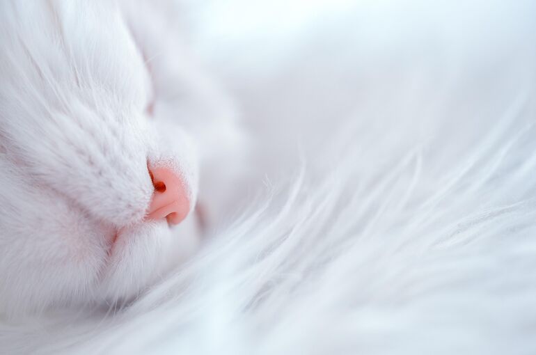 cat-6853848_1920