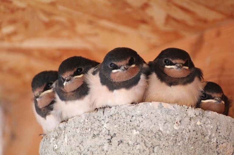 birds-6857990_1920
