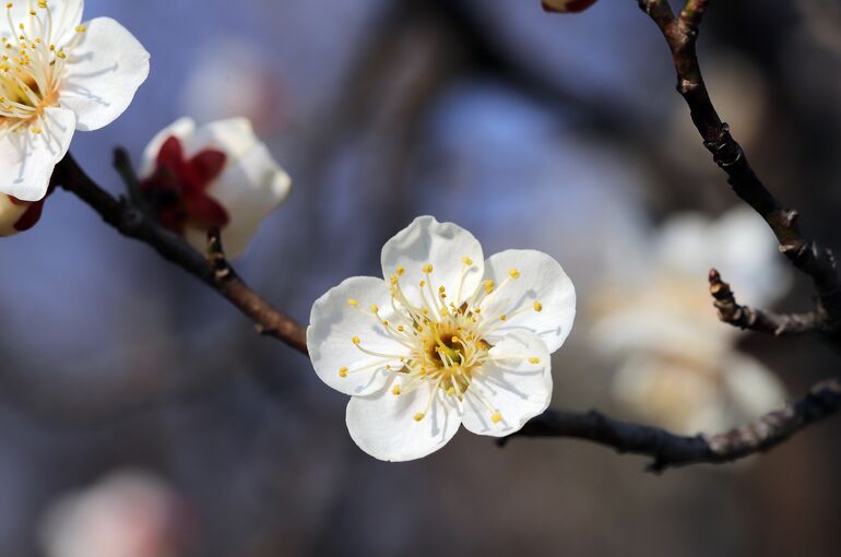 heungsoon-flowers-4917370_1920