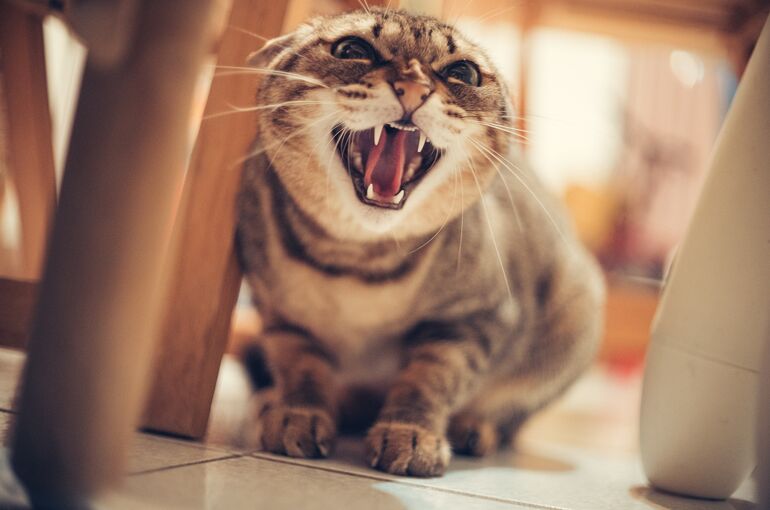 fang_y_m-cat-5534007_1920