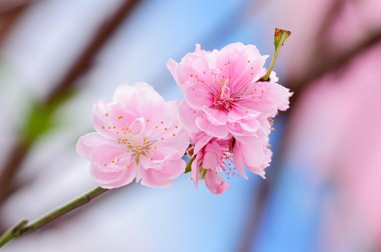 kieutruongphoto-peach-4759362_1920