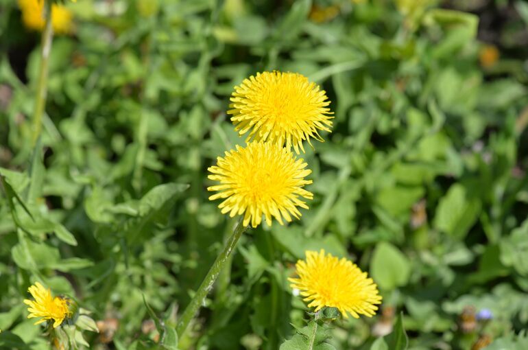 hoerwin56-dandelion-1355934_1920