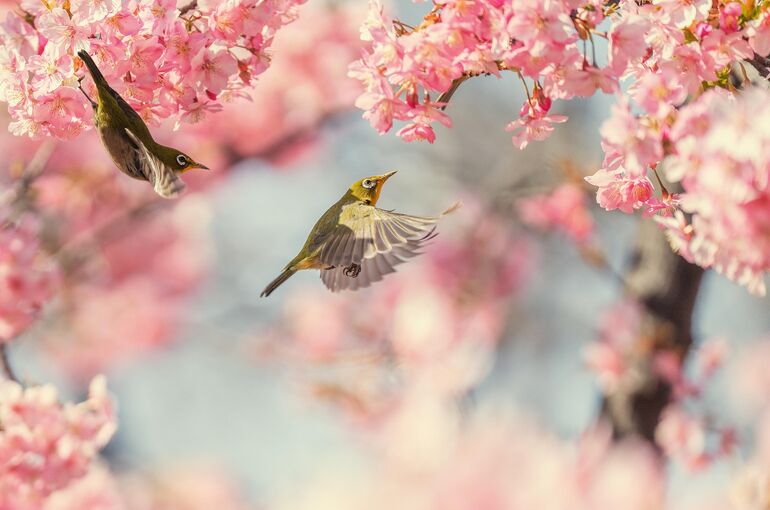 kanenori-bird-7839371_1920