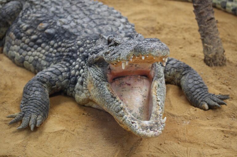 maxidiaz-crocodile-1210331_1920