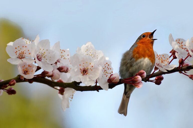 neelam279-bird-10180842_1920