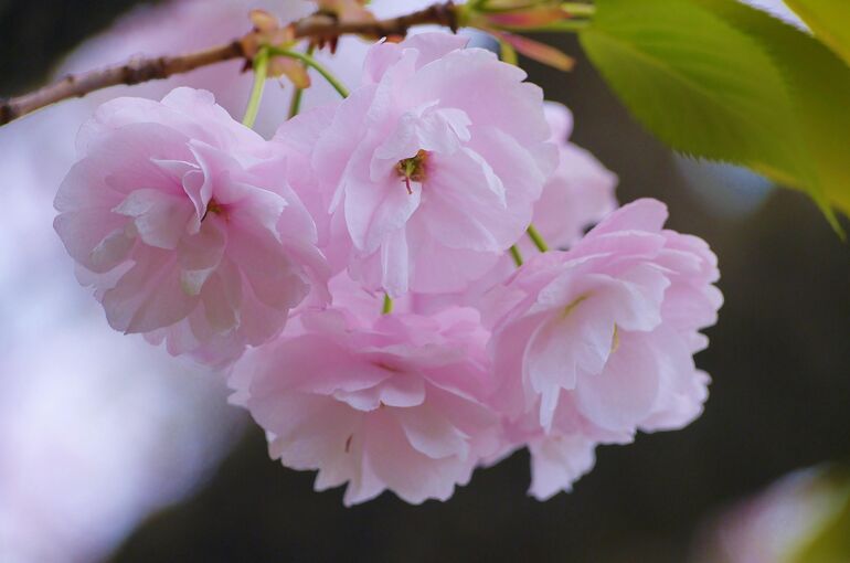 auntmasako-cherry-blossoms-1322395_1920