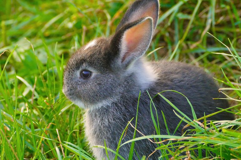 alois_wonaschuetz-rabbits-947820_1920