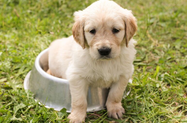 chiemsee2024-puppy-1207816_1920