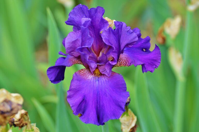 ralphs_fotos-iris-2412320_1920 (1)
