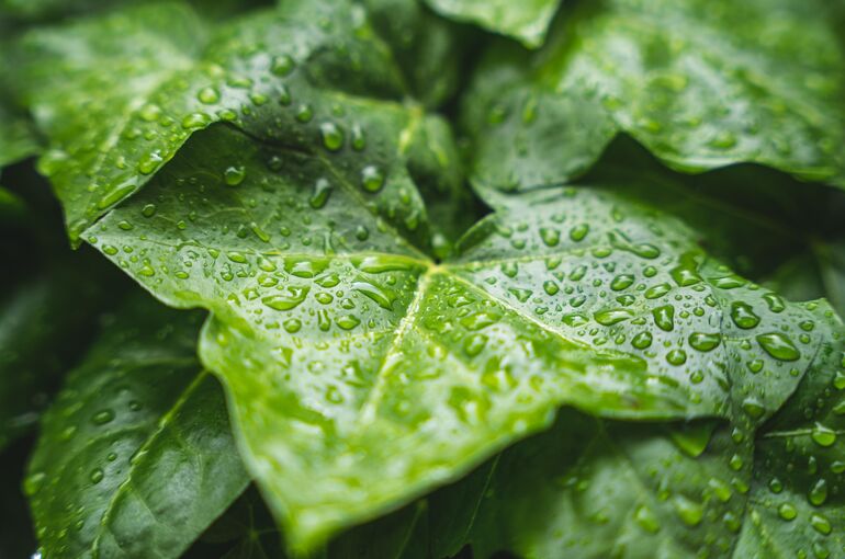 bluetenkuss-plant-7227222_1920