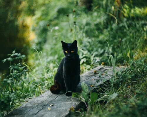 freestocks-photos-cat-2939726_1920