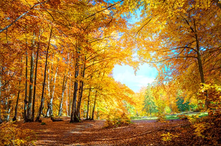 istockphoto-1170896292-170667a